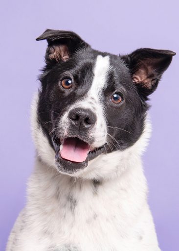 Perdita, fotografiert von Sophie Gamand